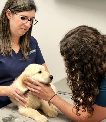 Crosswinds Veterinary Hospital 