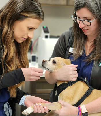 Crosswinds Veterinary Hospital 